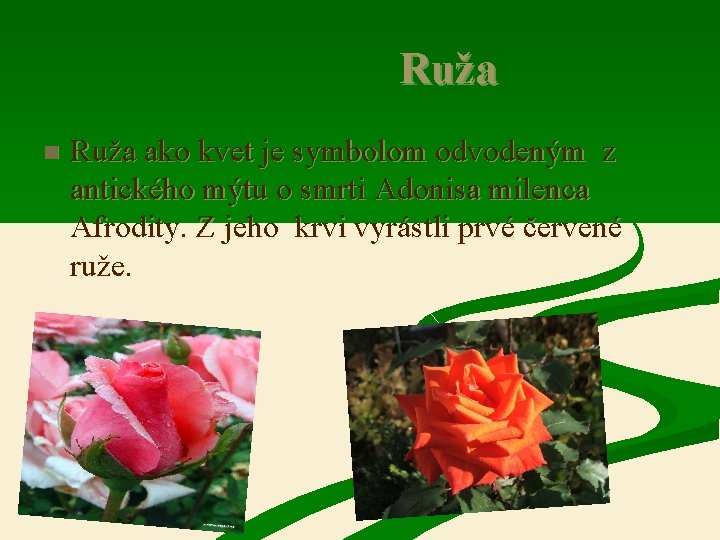 Ruža n Ruža ako kvet je symbolom odvodeným z antického mýtu o smrti Adonisa