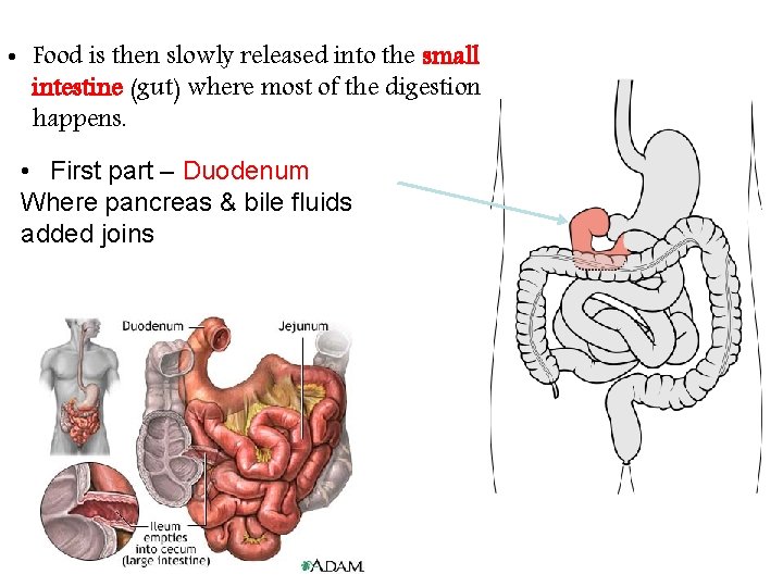  • Food is then slowly released into the small intestine (gut) where most