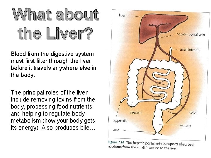 What about the Liver? Blood from the digestive system must first filter through the