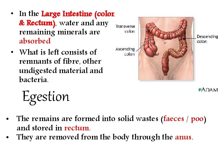  • In the Large Intestine (colon & Rectum), water and any remaining minerals