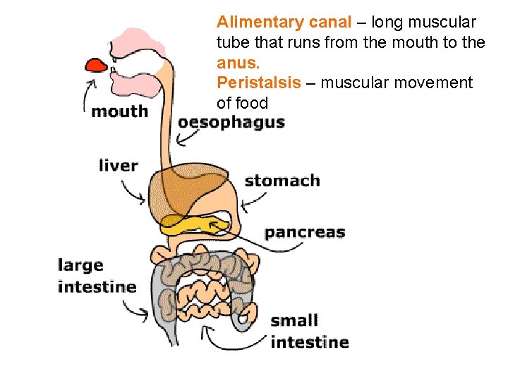 Alimentary canal – long muscular tube that runs from the mouth to the anus.