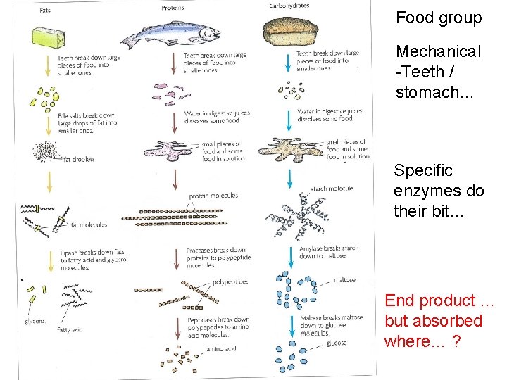 Food group Mechanical -Teeth / stomach… Specific enzymes do their bit… End product …