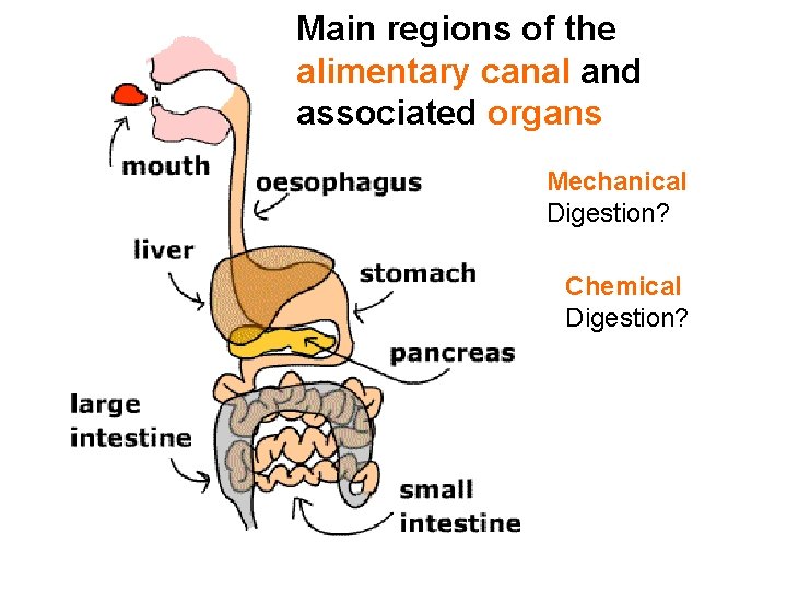 Main regions of the alimentary canal and associated organs Mechanical Digestion? Chemical Digestion? 