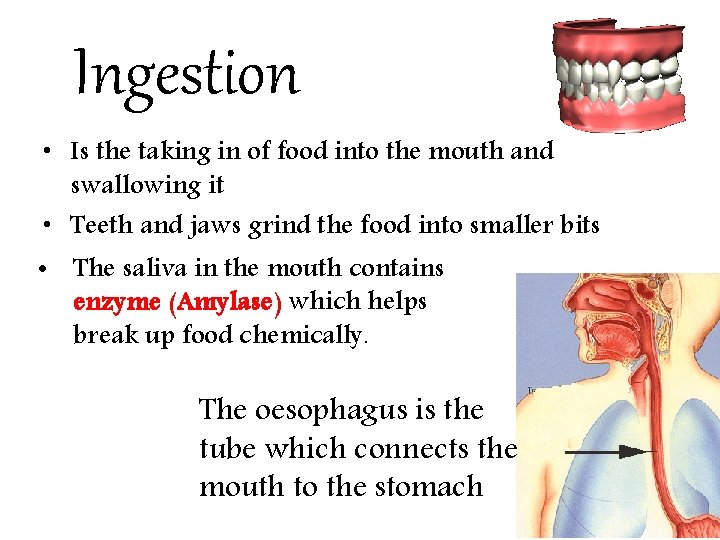 Ingestion • Is the taking in of food into the mouth and swallowing it