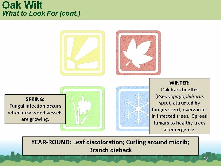 Oak Wilt What to Look For (cont. ) SPRING: Fungal infection occurs when new