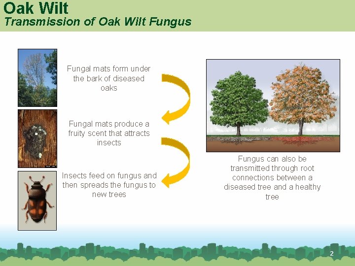 Oak Wilt Transmission of Oak Wilt Fungus Fungal mats form under the bark of