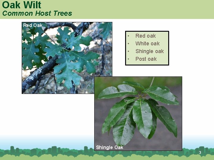 Oak Wilt Common Host Trees Red Oak • • Red oak White oak Shingle