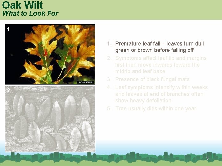 Oak Wilt What to Look For 1 2 Red oak 1. Premature leaf fall