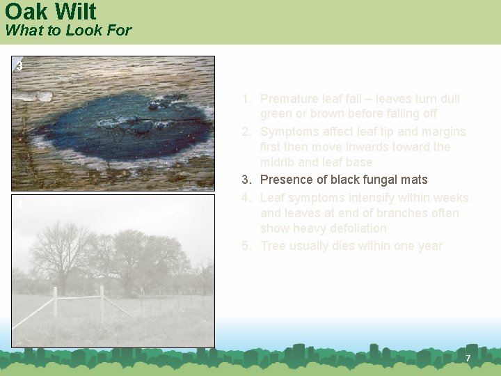 Oak Wilt What to Look For 3 4 Red oak 1. Premature leaf fall