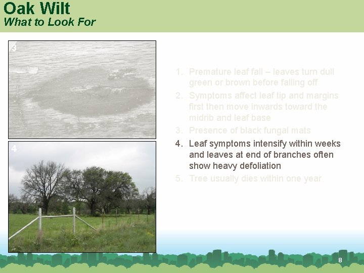 Oak Wilt What to Look For 3 4 Red oak 1. Premature leaf fall