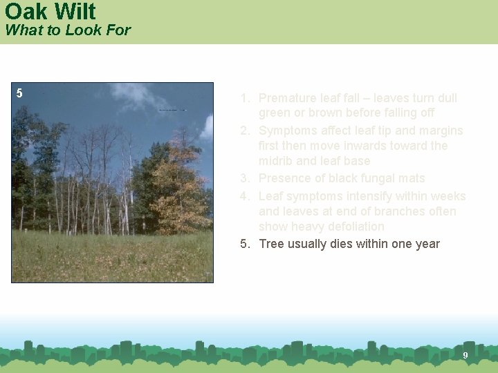 Oak Wilt What to Look For 5 Red oak 1. Premature leaf fall –