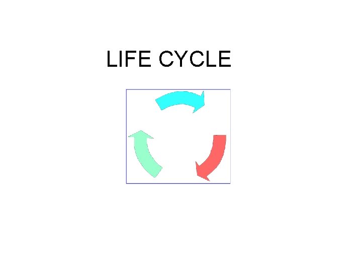 LIFE CYCLE 