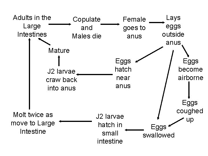 Adults in the Large Intestines Copulate and Males die Female goes to anus Lays