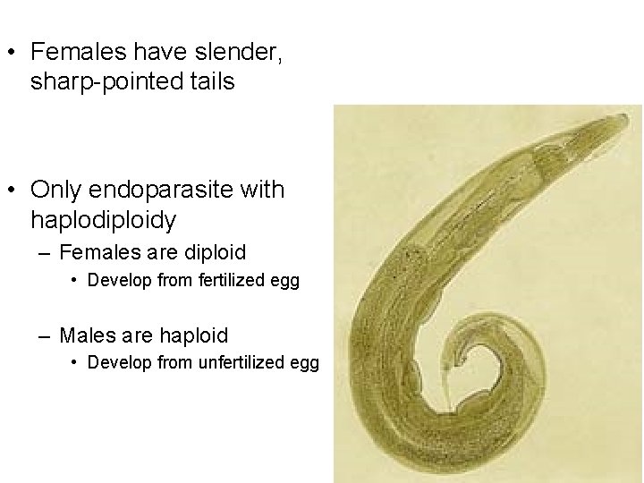  • Females have slender, sharp-pointed tails • Only endoparasite with haplodiploidy – Females