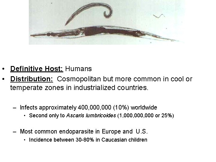  • Definitive Host: Humans • Distribution: Cosmopolitan but more common in cool or