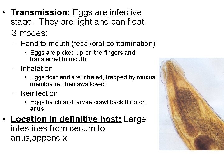  • Transmission: Eggs are infective stage. They are light and can float. 3