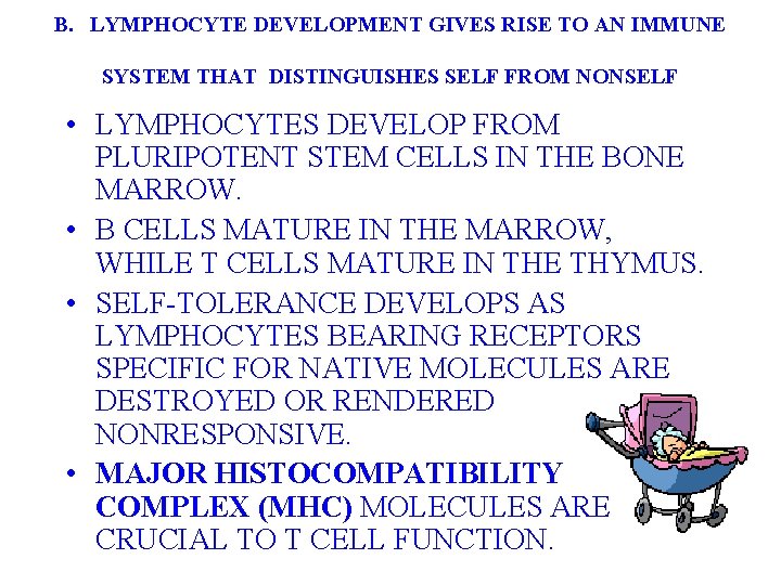 B. LYMPHOCYTE DEVELOPMENT GIVES RISE TO AN IMMUNE SYSTEM THAT DISTINGUISHES SELF FROM NONSELF