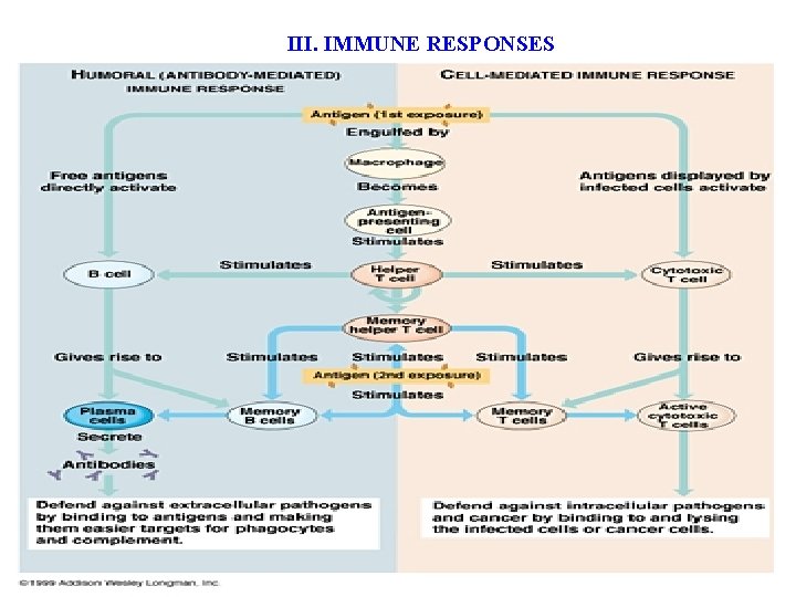 III. IMMUNE RESPONSES 