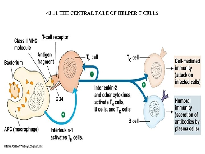 43. 11 THE CENTRAL ROLE OF HELPER T CELLS 