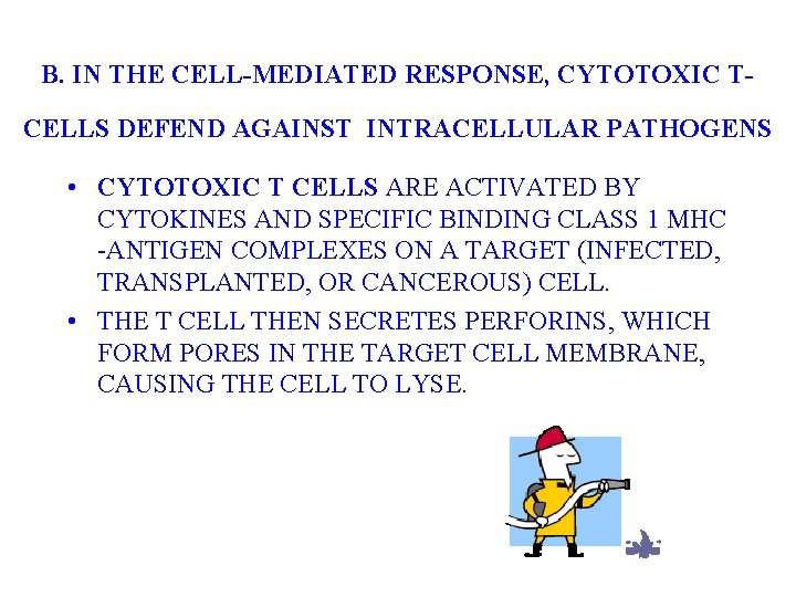 B. IN THE CELL-MEDIATED RESPONSE, CYTOTOXIC TCELLS DEFEND AGAINST INTRACELLULAR PATHOGENS • CYTOTOXIC T