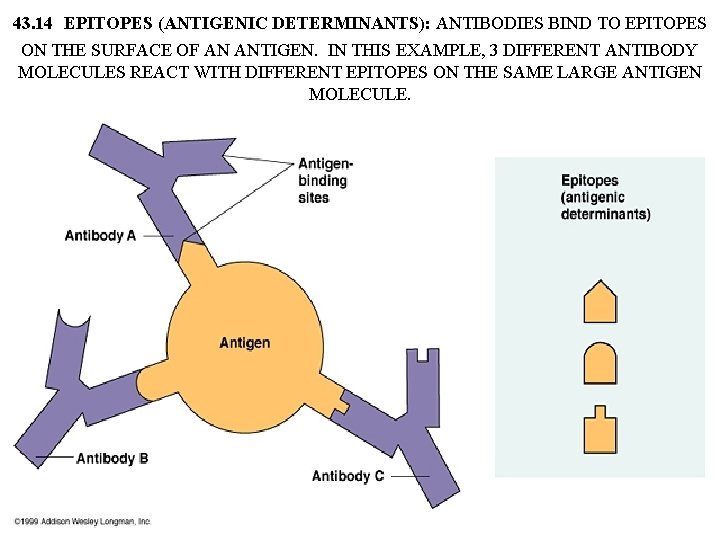 43. 14 EPITOPES (ANTIGENIC DETERMINANTS): ANTIBODIES BIND TO EPITOPES ON THE SURFACE OF AN