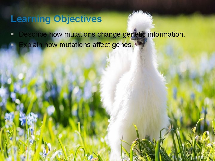 Learning Objectives § Describe how mutations change genetic information. § Explain how mutations affect