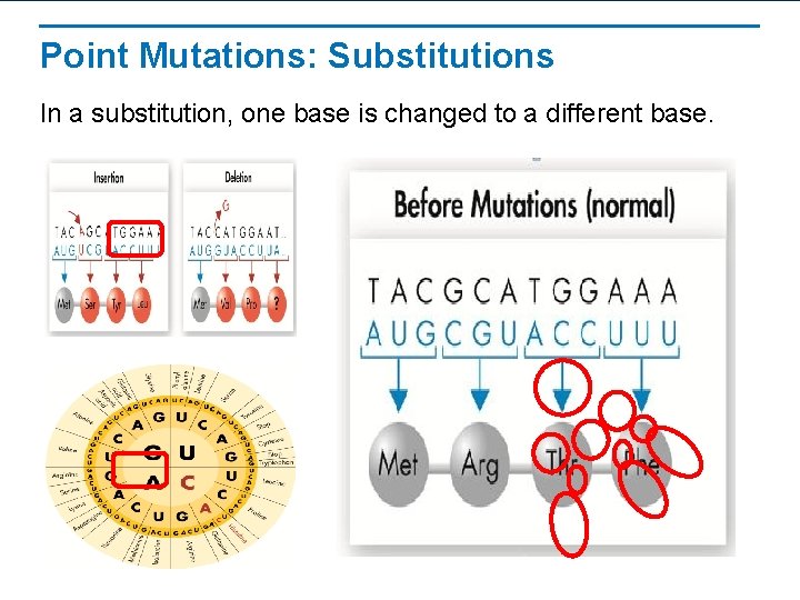 Point Mutations: Substitutions In a substitution, one base is changed to a different base.