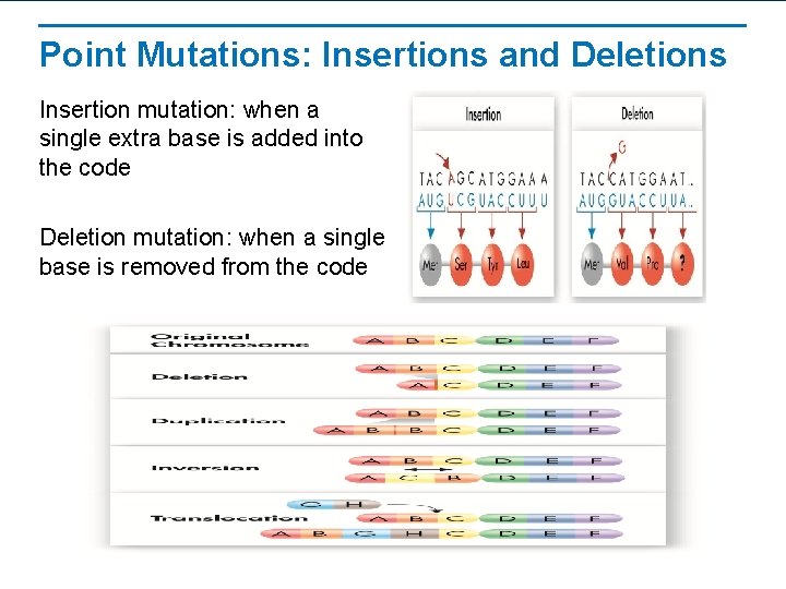 Point Mutations: Insertions and Deletions Insertion mutation: when a single extra base is added