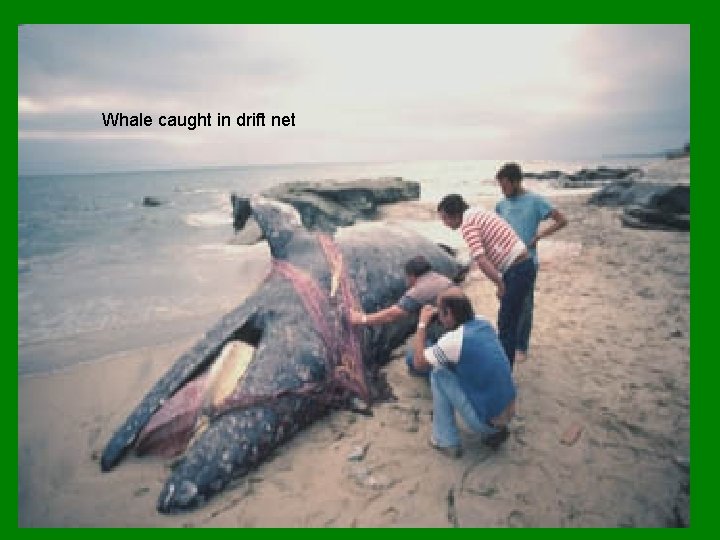 Whale caught in drift net 