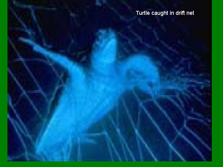 Turtle caught in drift net 