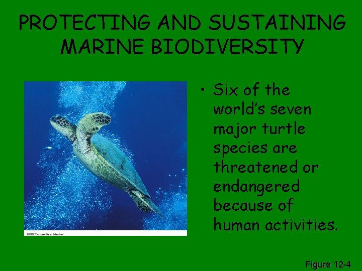 PROTECTING AND SUSTAINING MARINE BIODIVERSITY • Six of the world’s seven major turtle species