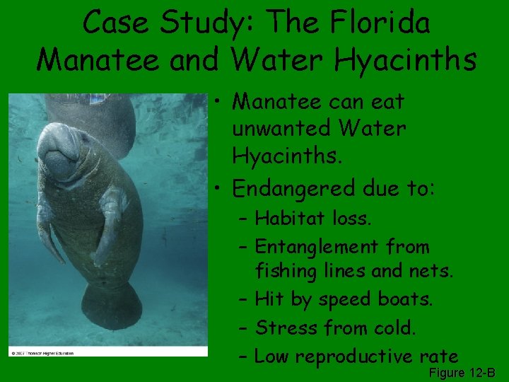 Case Study: The Florida Manatee and Water Hyacinths • Manatee can eat unwanted Water