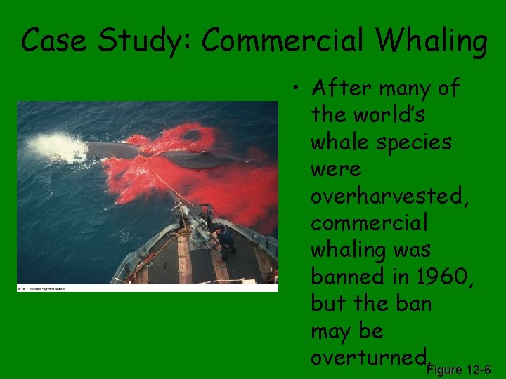 Case Study: Commercial Whaling • After many of the world’s whale species were overharvested,