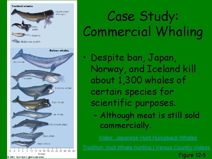 Case Study: Commercial Whaling • Despite ban, Japan, Norway, and Iceland kill about 1,