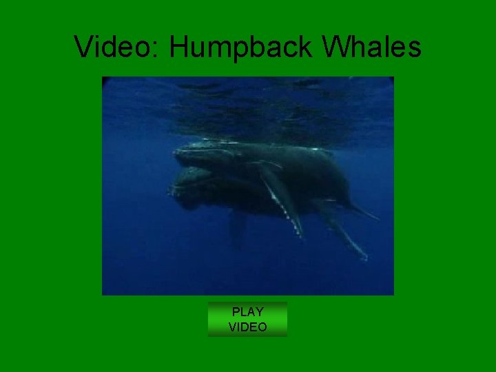 Video: Humpback Whales PLAY VIDEO 