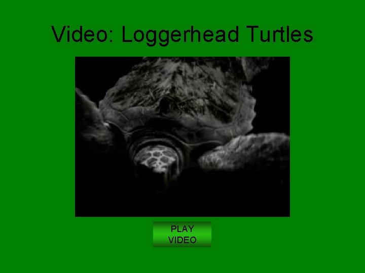 Video: Loggerhead Turtles PLAY VIDEO 