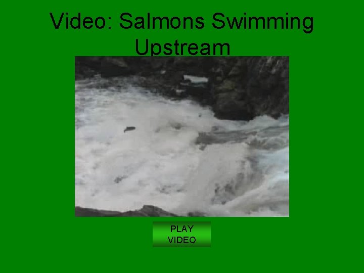 Video: Salmons Swimming Upstream PLAY VIDEO 