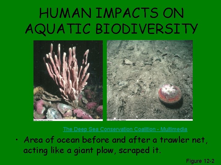 HUMAN IMPACTS ON AQUATIC BIODIVERSITY The Deep Sea Conservation Coalition - Multimedia • Area