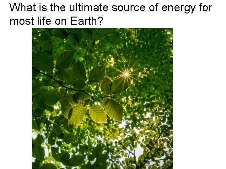What is the ultimate source of energy for most life on Earth? 