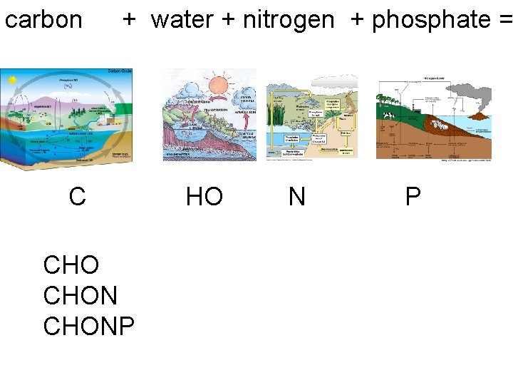 carbon + water + nitrogen + phosphate = C CHONP HO N P 