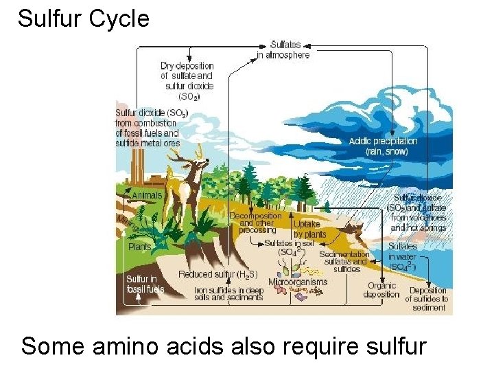 Sulfur Cycle Some amino acids also require sulfur 