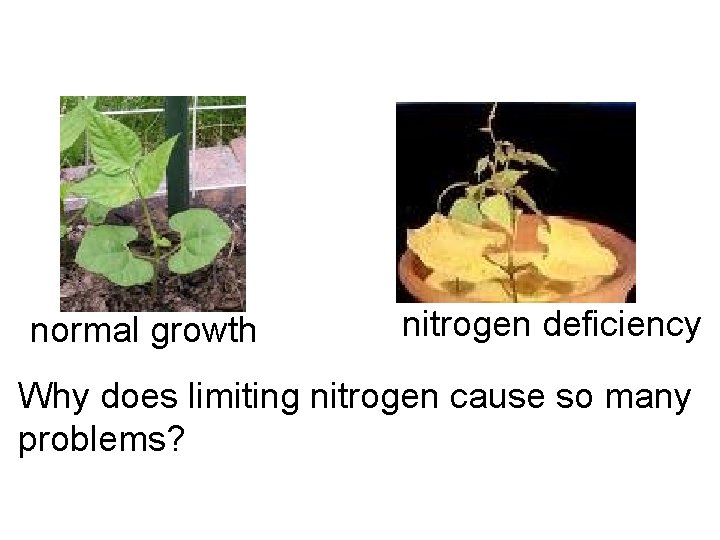 normal growth nitrogen deficiency Why does limiting nitrogen cause so many problems? 