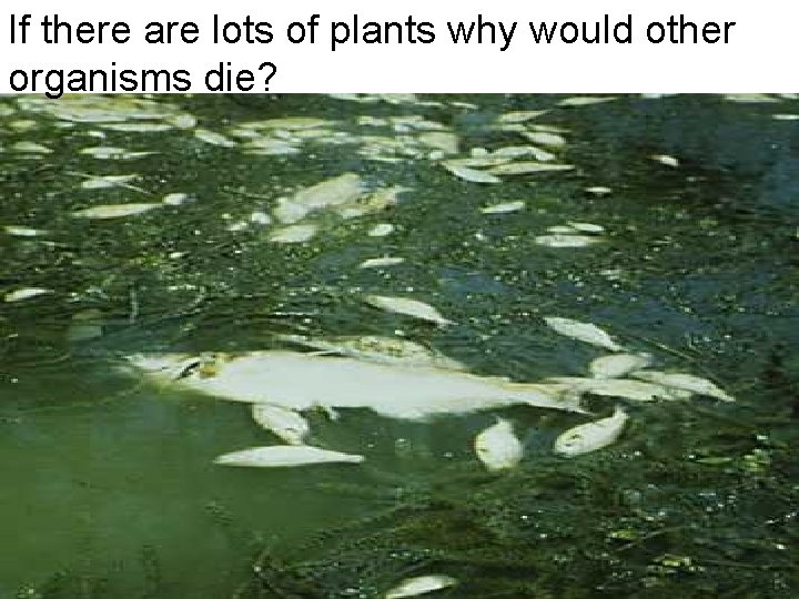 If there are lots of plants why would other organisms die? 