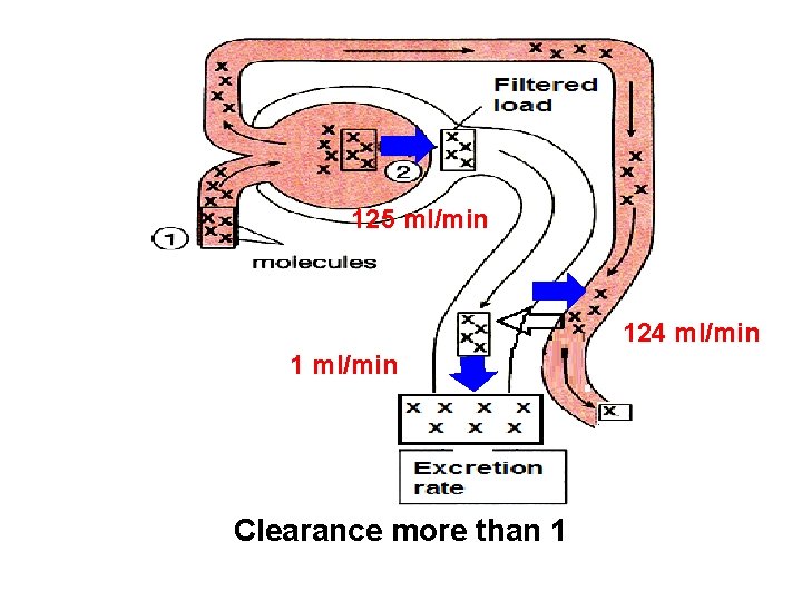 125 ml/min 124 ml/min 1 ml/min Clearance more than 1 