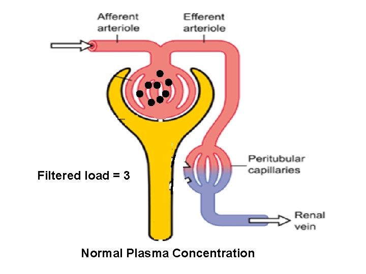 Filtered load = 3 Normal Plasma Concentration 