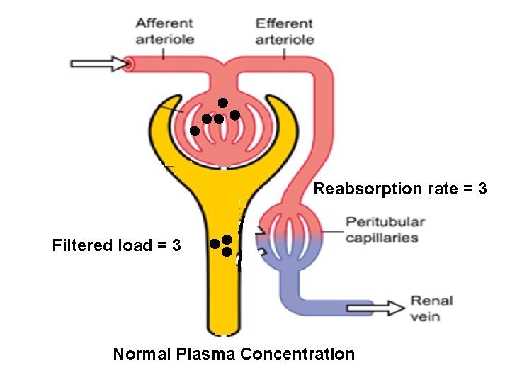 Reabsorption rate = 3 Filtered load = 3 Normal Plasma Concentration 