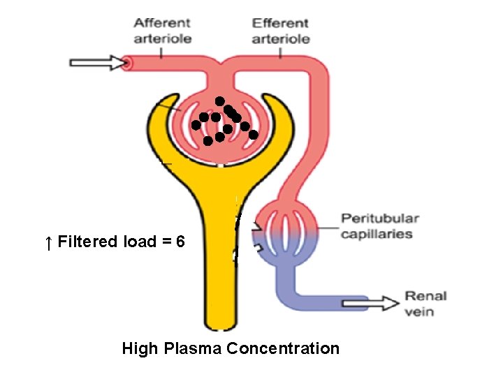 ↑ Filtered load = 6 High Plasma Concentration 