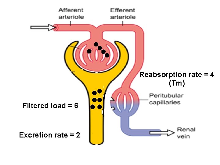 Reabsorption rate = 4 (Tm) Filtered load = 6 Excretion rate = 2 