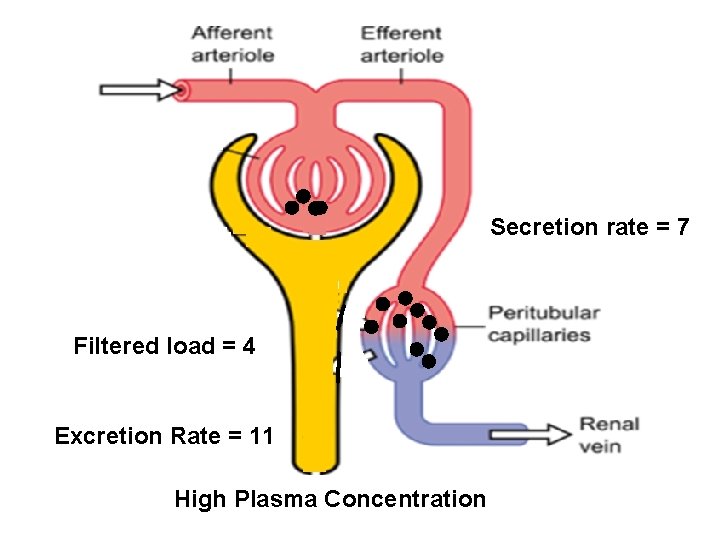 Secretion rate = 7 Filtered load = 4 Excretion Rate = 11 High Plasma