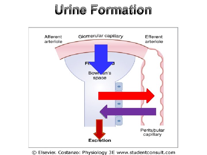 Urine Formation 